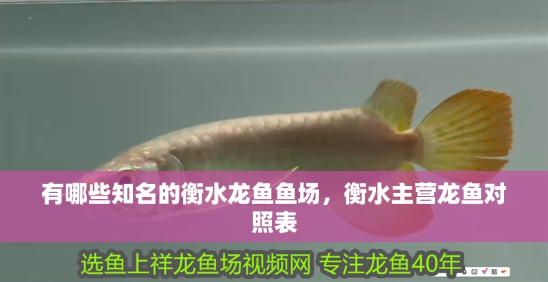 有哪些知名的衡水龍魚(yú)魚(yú)場(chǎng)，衡水主營(yíng)龍魚(yú)對(duì)照表