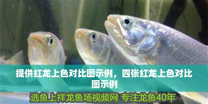 提供紅龍上色對比圖示例，四張紅龍上色對比圖示例