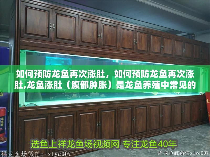 如何預防龍魚再次漲肚，如何預防龍魚再次漲肚,龍魚漲肚（腹部腫脹）是龍魚養殖中常見的健康問題