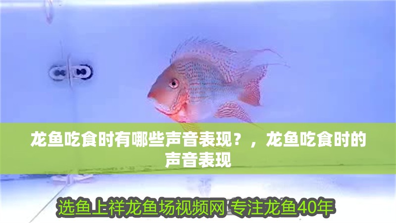 龍魚吃食時有哪些聲音表現？，龍魚吃食時的聲音表現