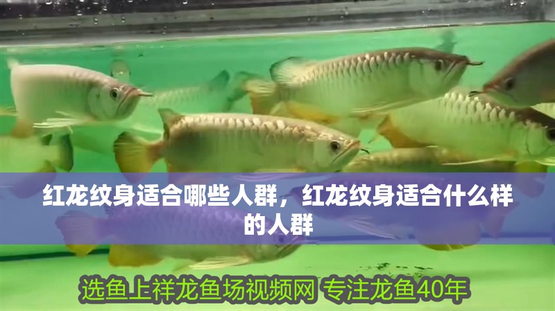 紅龍紋身適合哪些人群,紅龍紋身適合什么樣的人群