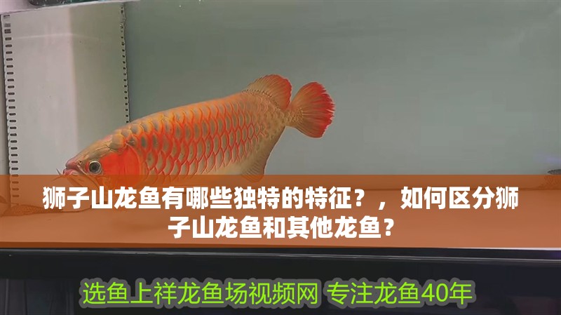 獅子山龍魚有哪些獨特的特征？，如何區分獅子山龍魚和其他龍魚？