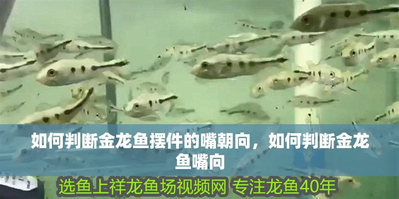 如何判斷金龍魚擺件的嘴朝向，如何判斷金龍魚嘴向