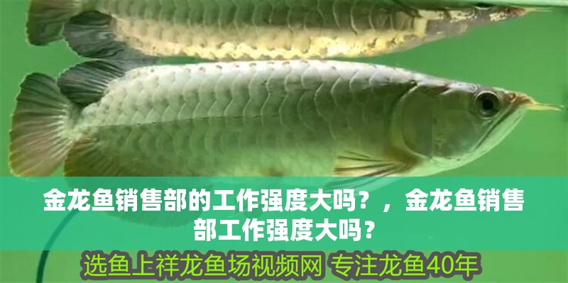 金龍魚(yú)銷售部的工作強(qiáng)度大嗎？，金龍魚(yú)銷售部工作強(qiáng)度大嗎？