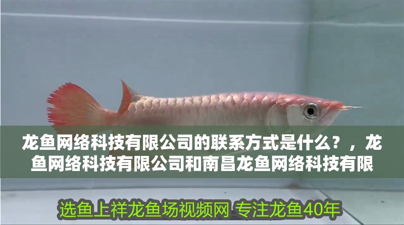 龍魚網(wǎng)絡(luò)科技有限公司的聯(lián)系方式是什么？，龍魚網(wǎng)絡(luò)科技有限公司和南昌龍魚網(wǎng)絡(luò)科技有限公司的聯(lián)系方式是什么