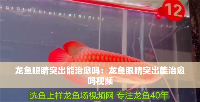龍魚眼睛突出能治愈嗎：龍魚眼睛突出能治愈嗎視頻
