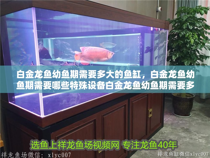 白金龍魚幼魚期需要多大的魚缸,白金龍魚幼魚期需要哪些特殊設(shè)備白金龍魚幼魚期需要多久喂一次