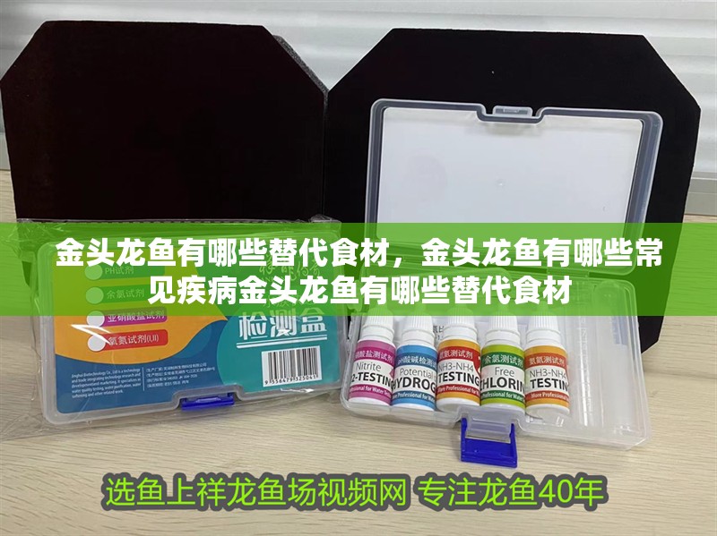 金頭龍魚有哪些替代食材，金頭龍魚有哪些常見疾病金頭龍魚有哪些替代食材