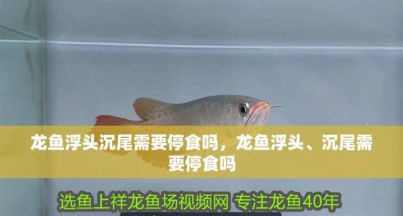 龍魚浮頭沉尾需要停食嗎，龍魚浮頭、沉尾需要停食嗎