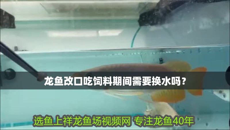 龍魚改口吃飼料期間需要換水嗎？