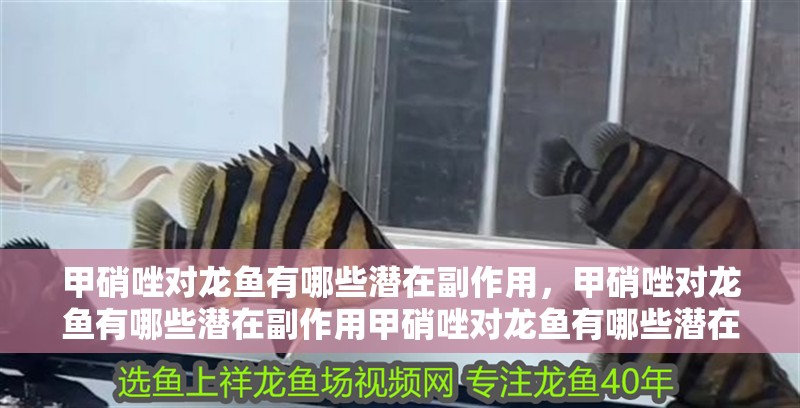甲硝唑對龍魚有哪些潛在副作用，甲硝唑對龍魚有哪些潛在副作用甲硝唑對龍魚有哪些潛在副作用