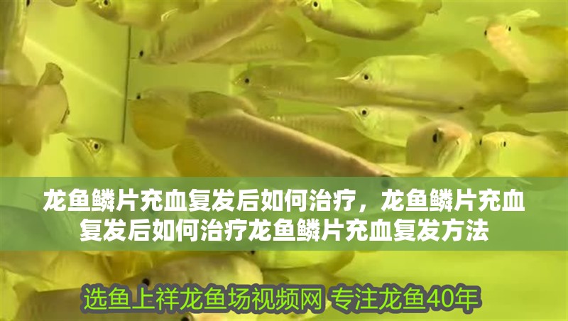 龍魚鱗片充血復(fù)發(fā)后如何治療，龍魚鱗片充血復(fù)發(fā)后如何治療龍魚鱗片充血復(fù)發(fā)方法