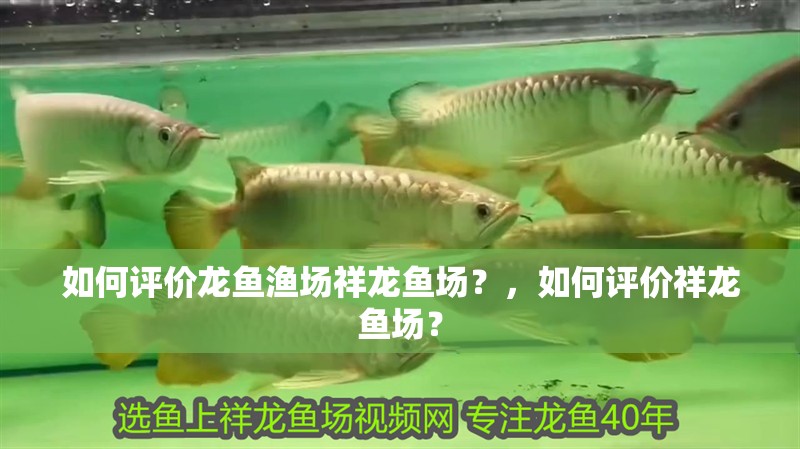 如何評價龍魚漁場祥龍魚場？，如何評價祥龍魚場？