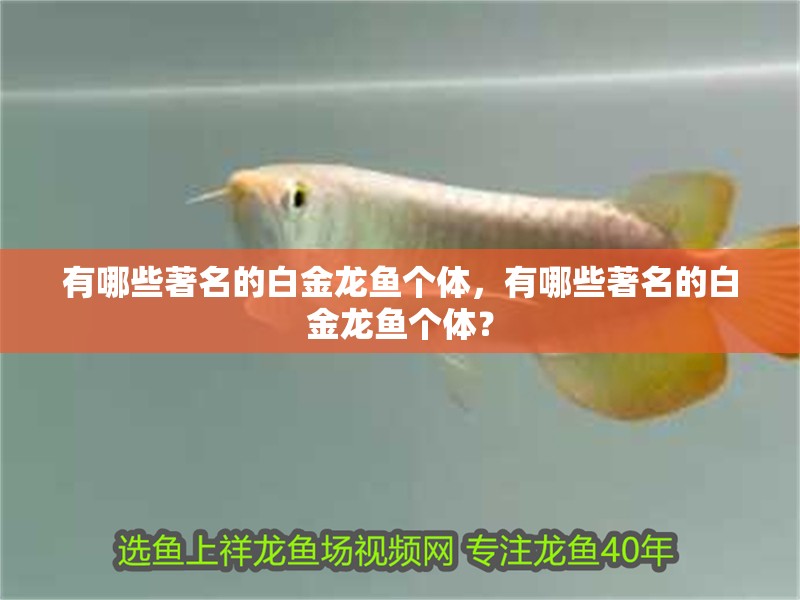有哪些著名的白金龍魚個體，有哪些著名的白金龍魚個體？