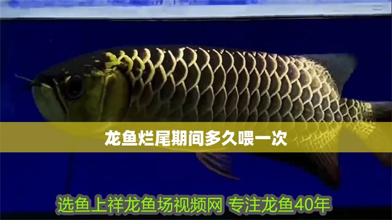 龍魚爛尾期間多久喂一次