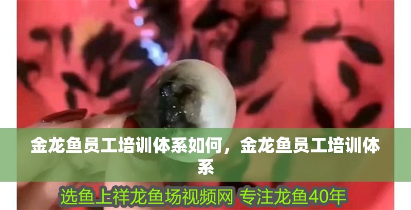 金龍魚員工培訓體系如何，金龍魚員工培訓體系