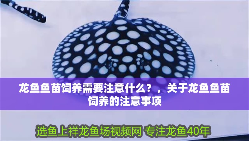 龍魚魚苗飼養需要注意什么？，關于龍魚魚苗飼養的注意事項