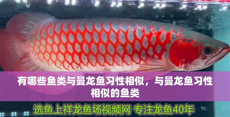 有哪些魚類與曼龍魚習性相似，與曼龍魚習性相似的魚類