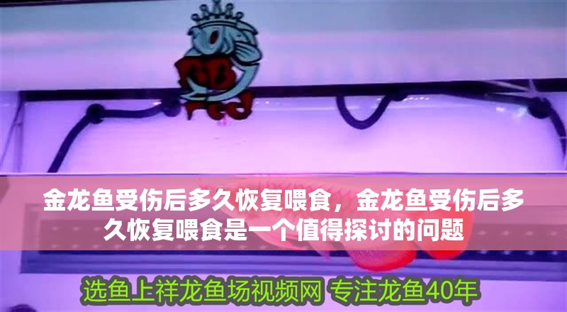 金龍魚受傷后多久恢復喂食，金龍魚受傷后多久恢復喂食是一個值得探討的問題