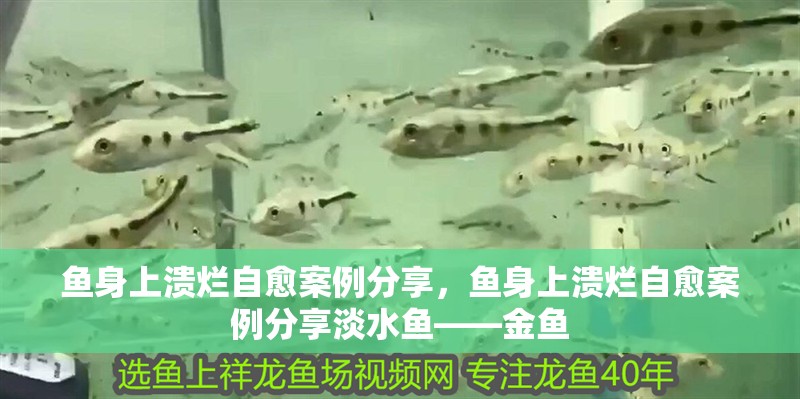 魚身上潰爛自愈案例分享，魚身上潰爛自愈案例分享淡水魚——金魚