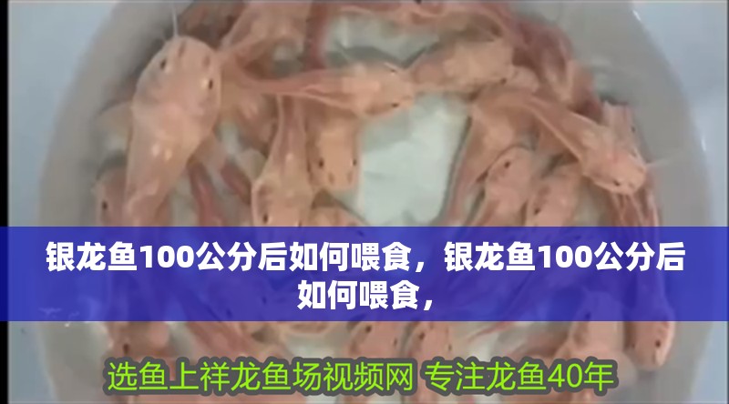 銀龍魚100公分后如何喂食，銀龍魚100公分后如何喂食，
