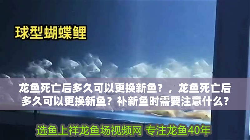 龍魚(yú)死亡后多久可以更換新魚(yú)？，龍魚(yú)死亡后多久可以更換新魚(yú)？補(bǔ)新魚(yú)時(shí)需要注意什么？