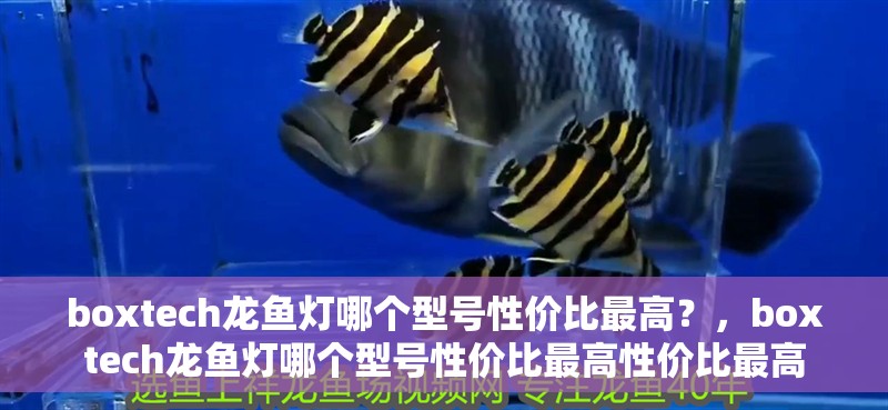 boxtech龍魚燈哪個型號性價比最高？，boxtech龍魚燈哪個型號性價比最高性價比最高