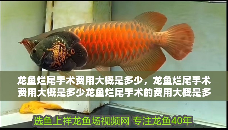 龍魚爛尾手術費用大概是多少，龍魚爛尾手術費用大概是多少龍魚爛尾手術的費用大概是多少