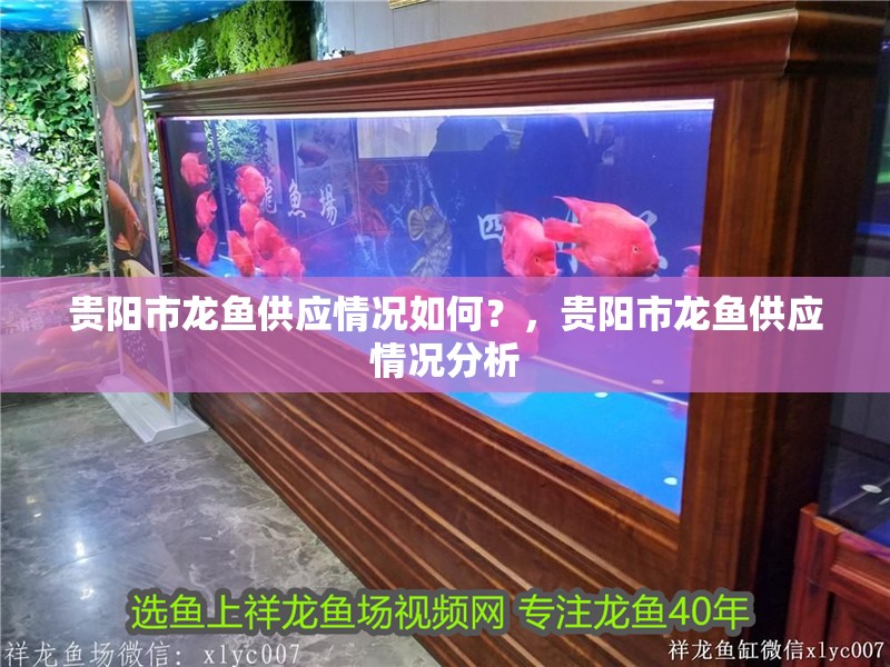 貴陽市龍魚供應情況如何？，貴陽市龍魚供應情況分析