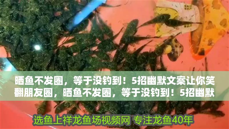 曬魚不發圈，等于沒釣到！5招幽默文案讓你笑翻朋友圈，曬魚不發圈，等于沒釣到！5招幽默文案讓你笑翻朋友圈 曬魚不發圈，等于沒釣到！5招幽默文案讓你笑翻朋友圈，曬魚不發圈，等于沒釣到！5招幽默文案讓你笑翻朋友圈 龍魚百科 第1張