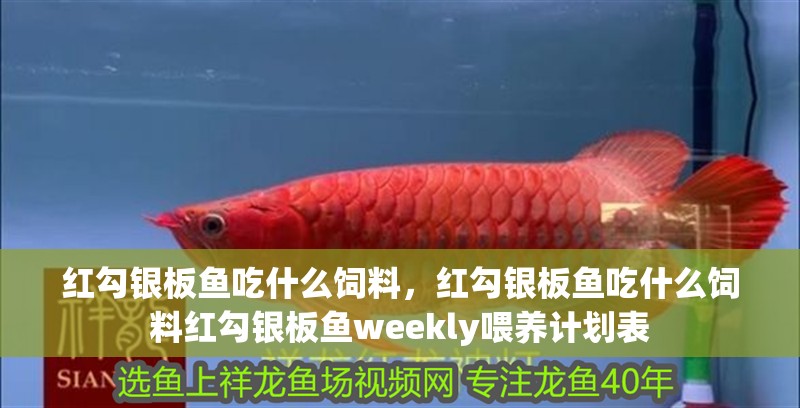 紅勾銀板魚吃什么飼料，紅勾銀板魚吃什么飼料紅勾銀板魚weekly喂養(yǎng)計(jì)劃表