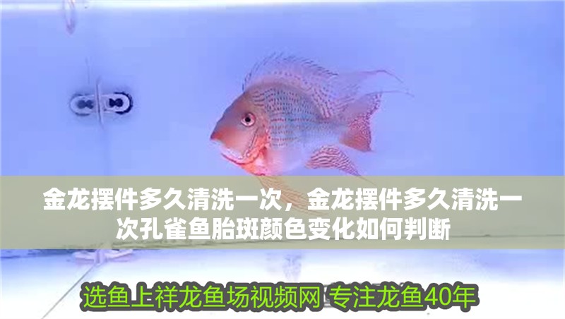 金龍擺件多久清洗一次，金龍擺件多久清洗一次孔雀魚胎斑顏色變化如何判斷
