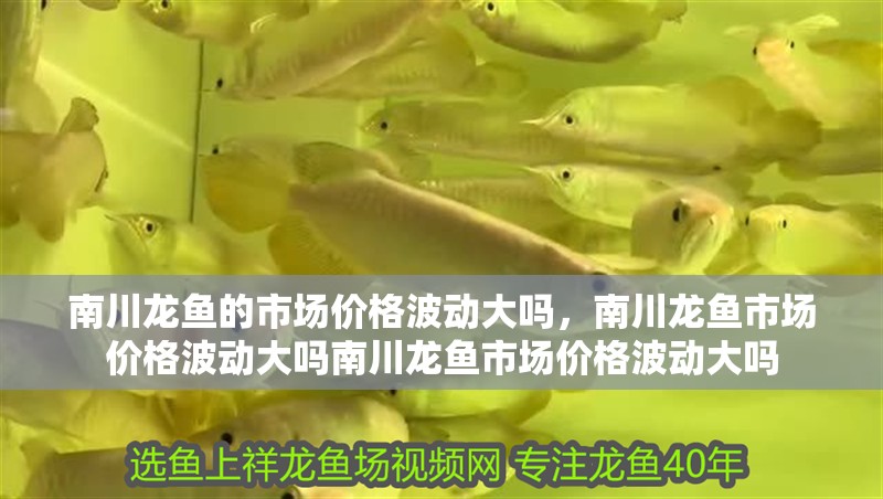 南川龍魚(yú)的市場(chǎng)價(jià)格波動(dòng)大嗎，南川龍魚(yú)市場(chǎng)價(jià)格波動(dòng)大嗎南川龍魚(yú)市場(chǎng)價(jià)格波動(dòng)大嗎