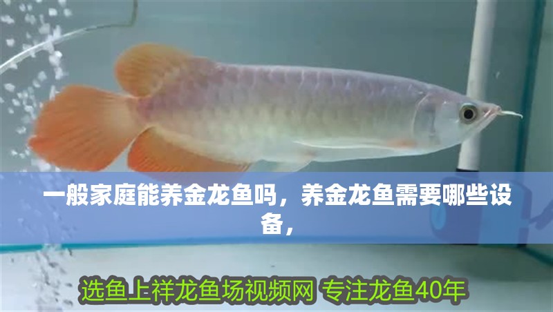 一般家庭能養金龍魚嗎，養金龍魚需要哪些設備，
