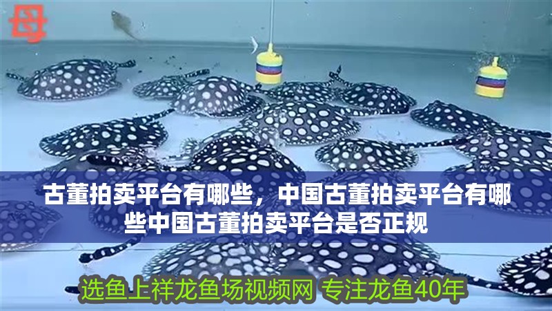 古董拍賣平臺有哪些，中國古董拍賣平臺有哪些中國古董拍賣平臺是否正規(guī)