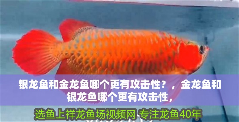 銀龍魚和金龍魚哪個更有攻擊性？，金龍魚和銀龍魚哪個更有攻擊性，