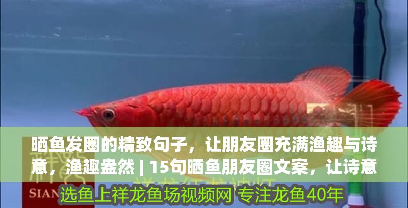 曬魚發圈的精致句子，讓朋友圈充滿漁趣與詩意，漁趣盎然 | 15句曬魚朋友圈文案，讓詩意躍然屏上