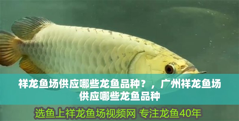 詳細閱讀:祥龍魚場供應哪些龍魚品種?,廣州祥龍魚場供應哪些龍魚品種 祥龍魚場供應哪些龍魚品種?,廣州祥龍魚場供應哪些龍魚品種