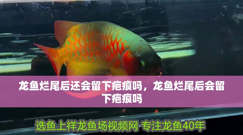 龍魚爛尾后還會留下疤痕嗎，龍魚爛尾后會留下疤痕嗎