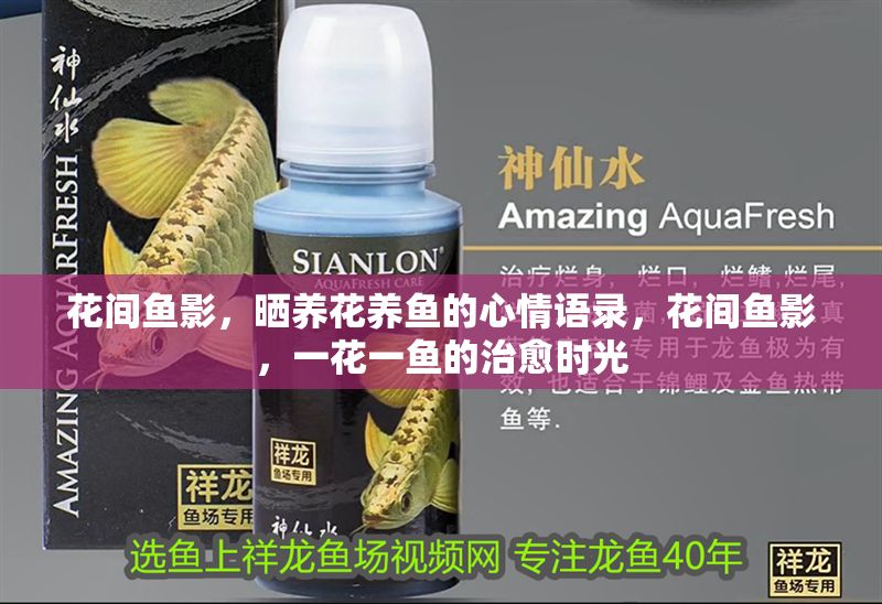 花間魚影，曬養(yǎng)花養(yǎng)魚的心情語錄，花間魚影，一花一魚的治愈時光