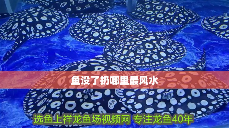 魚沒了扔哪里最風水