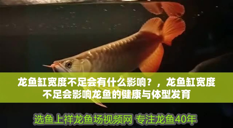 龍魚缸寬度不足會有什么影響？，龍魚缸寬度不足會影響龍魚的健康與體型發育
