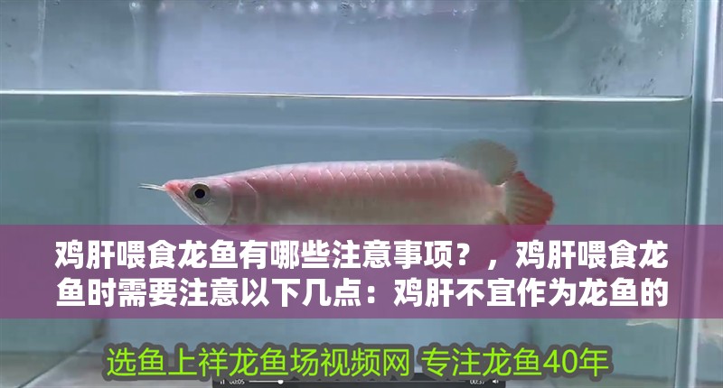 雞肝喂食龍魚有哪些注意事項？，雞肝喂食龍魚時需要注意以下幾點：雞肝不宜作為龍魚的主食