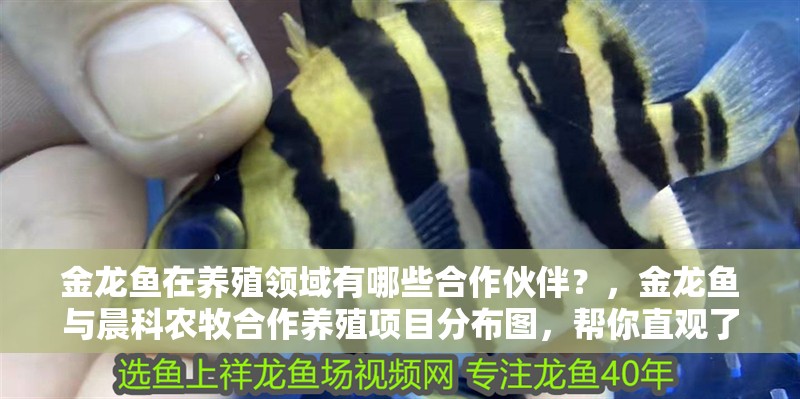金龍魚在養殖領域有哪些合作伙伴？，金龍魚與晨科農牧合作養殖項目分布圖，幫你直觀了解各地產能布局