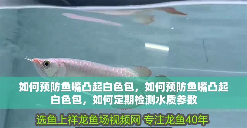 如何預防魚嘴凸起白色包，如何預防魚嘴凸起白色包，如何定期檢測水質(zhì)參數(shù)