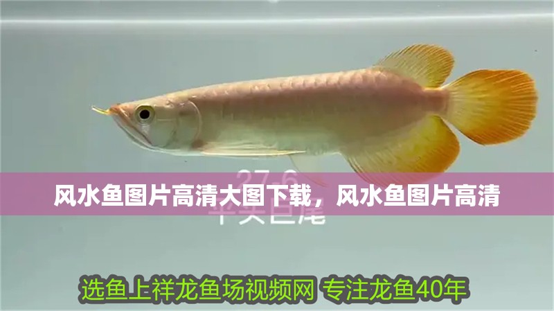 風水魚圖片高清大圖下載，風水魚圖片高清