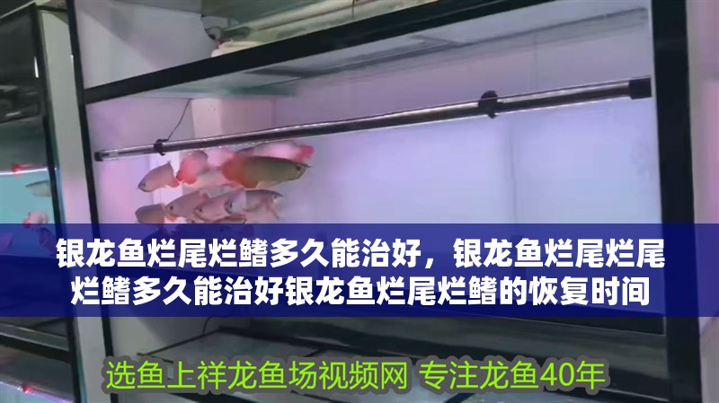 銀龍魚爛尾爛鰭多久能治好，銀龍魚爛尾爛尾爛鰭多久能治好銀龍魚爛尾爛鰭的恢復時間