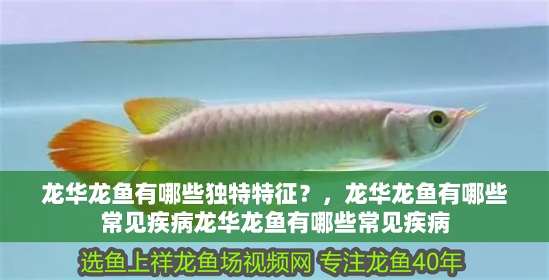 龍華龍魚有哪些獨特特征？，龍華龍魚有哪些常見疾病龍華龍魚有哪些常見疾病