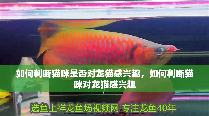 如何判斷貓咪是否對龍貓感興趣，如何判斷貓咪對龍貓感興趣