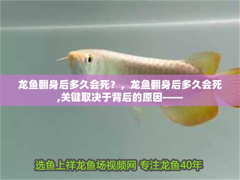 龍魚翻身后多久會死？，龍魚翻身后多久會死,關鍵取決于背后的原因——